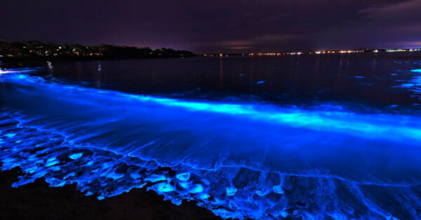 Best Places To See Bioluminescence Around The World Youtrip Singapore