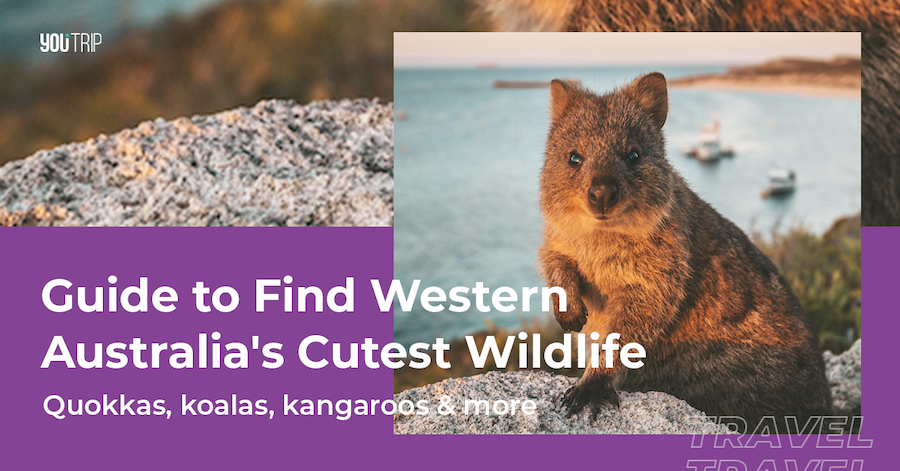 Western Australia's Cutest Wildlife (and Where to Find Them!)