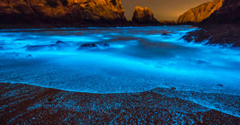 Best Places To See Bioluminescence Around The World – YouTrip Singapore